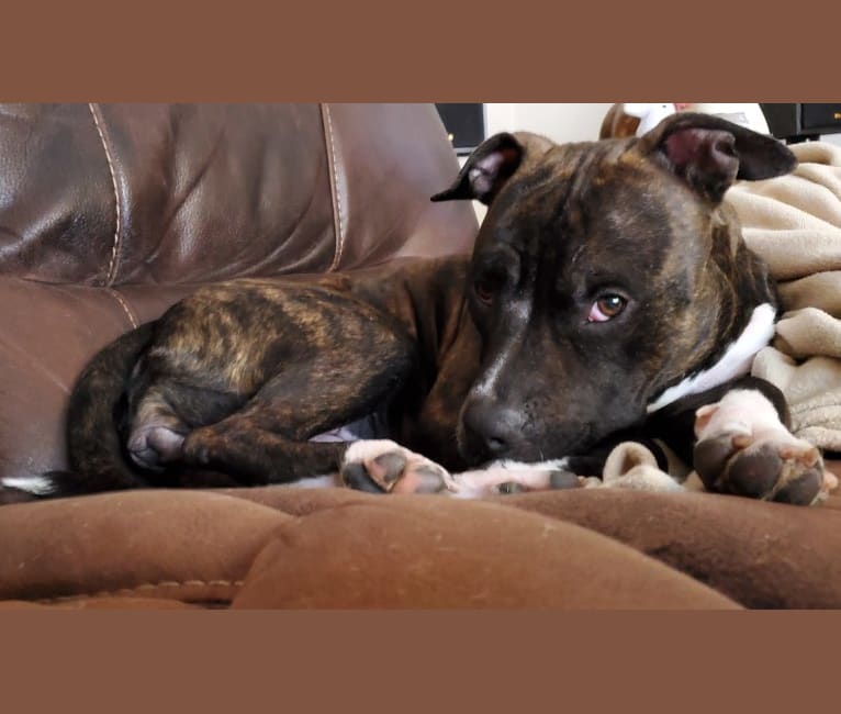 Photo of Holly Berry, an American Bully 