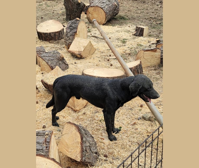 Wedge, a Labrador Retriever tested with EmbarkVet.com