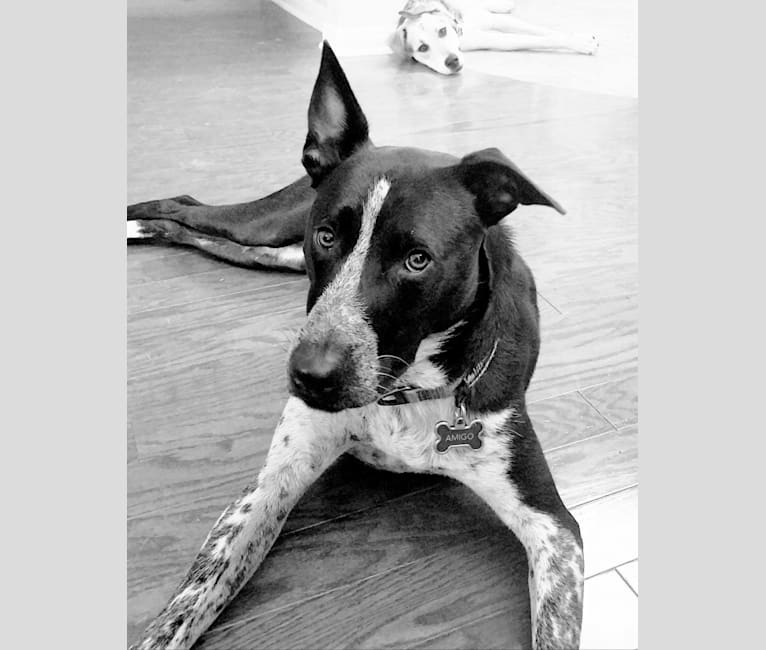 Photo of Amigo, an Australian Cattle Dog, Great Dane, American Pit Bull Terrier, Chow Chow, and Mixed mix in Buda, Texas, USA