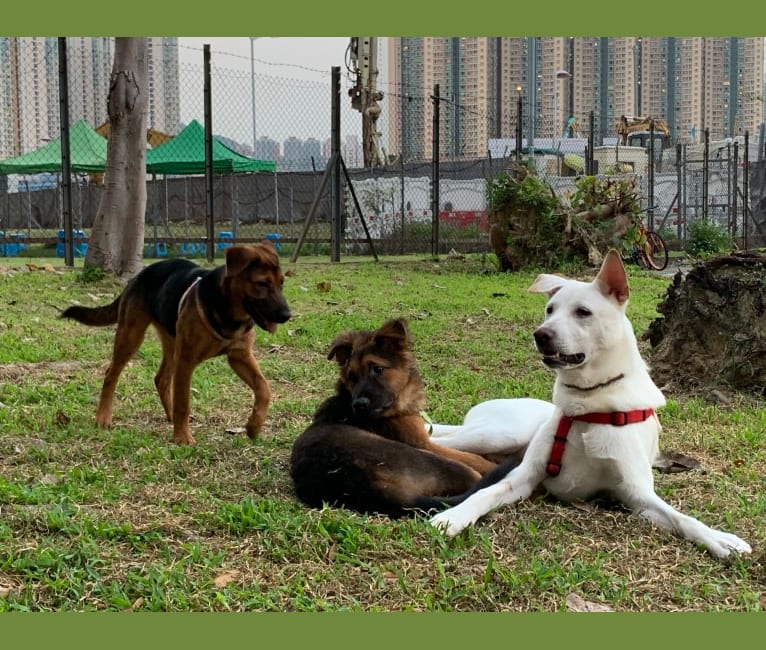 Photo of DUO DUO, a Hong Kong Village Dog  in Hong Kong