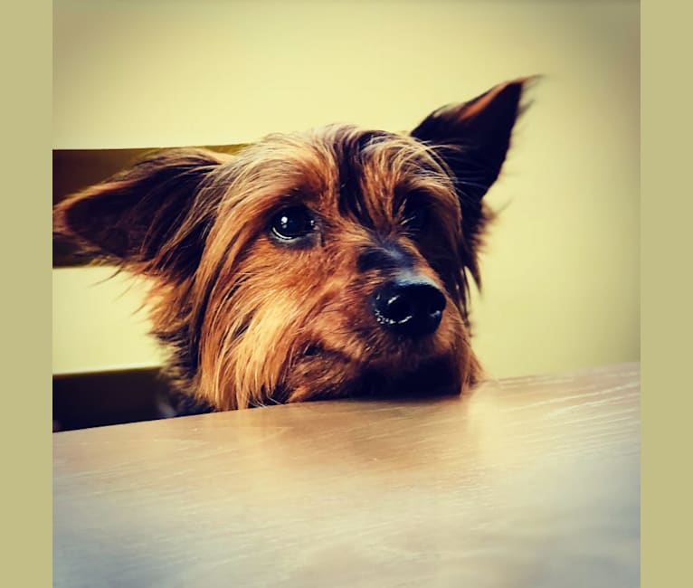 Murray, a Yorkshire Terrier tested with EmbarkVet.com