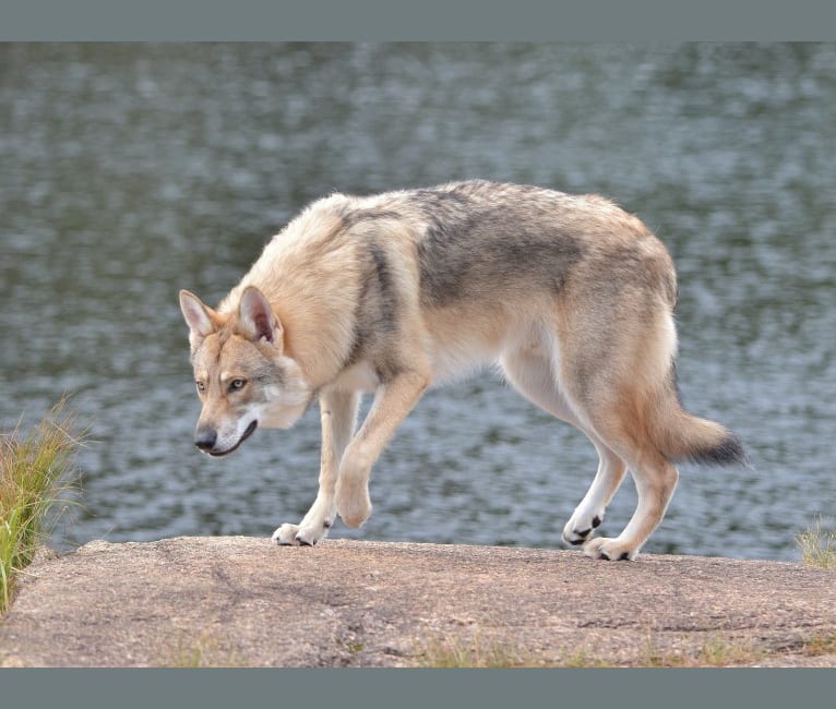Timber, a Saarloos Wolfdog tested with EmbarkVet.com