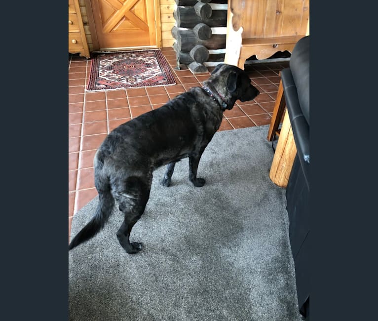 Chesapeake bay retriever german shepherd mix best sale