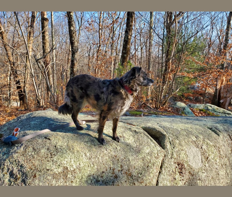Photo of Mallatobuck, a Chihuahua, Shih Tzu, Australian Cattle Dog, Australian Shepherd, Border Collie, and American Eskimo Dog mix in Fall River, Massachusetts, USA