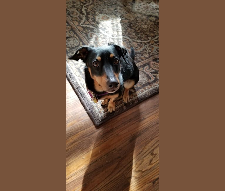 Photo of Bean, a Dachshund, Poodle (Small), and Mixed mix in Aston, Pennsylvania, USA