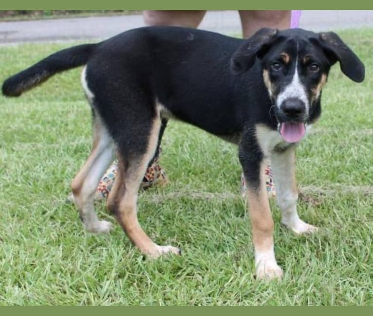 Black and tan coonhound husky mix shop