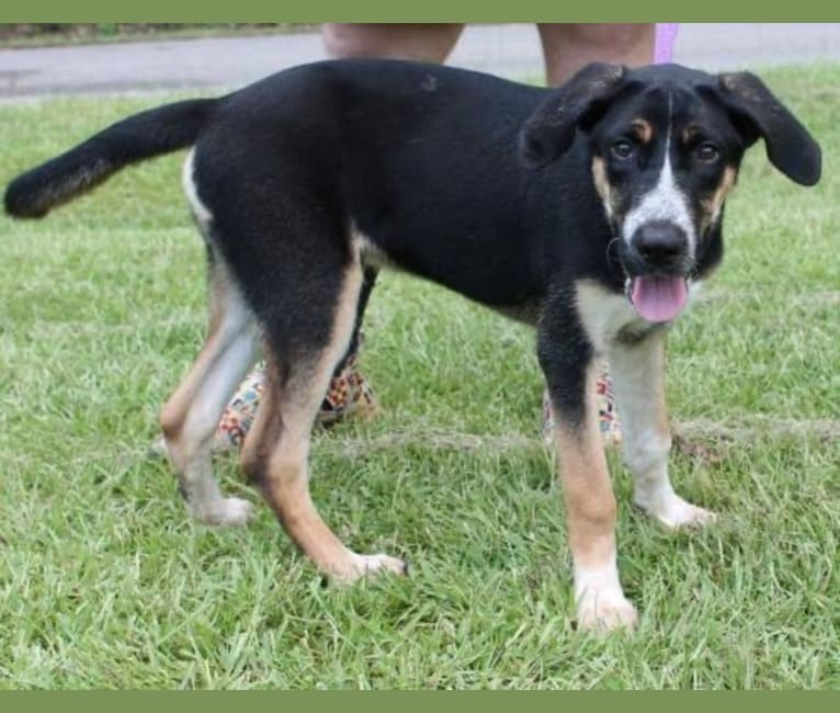 Ruger, a Bluetick Coonhound and Siberian Husky mix tested with EmbarkVet.com