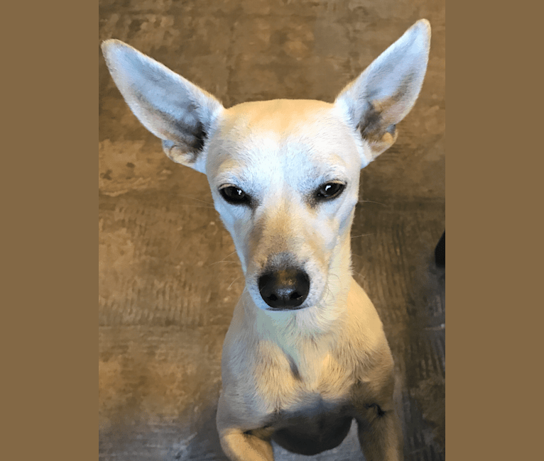 Kitty, a Chihuahua and Miniature Schnauzer mix tested with EmbarkVet.com