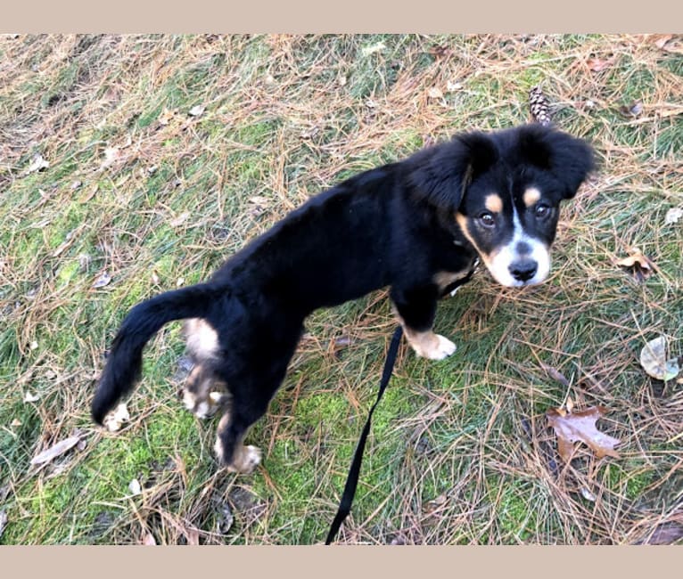 Doberman collie mix 2025