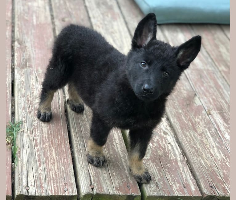 Kojak, a German Shepherd Dog tested with EmbarkVet.com