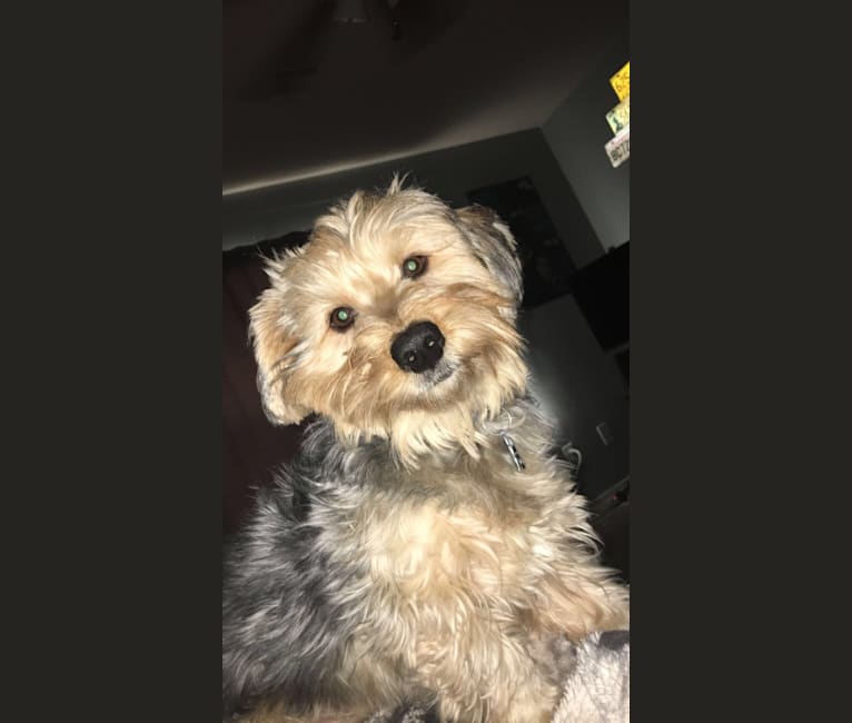 Yorkshire beagle mix sales