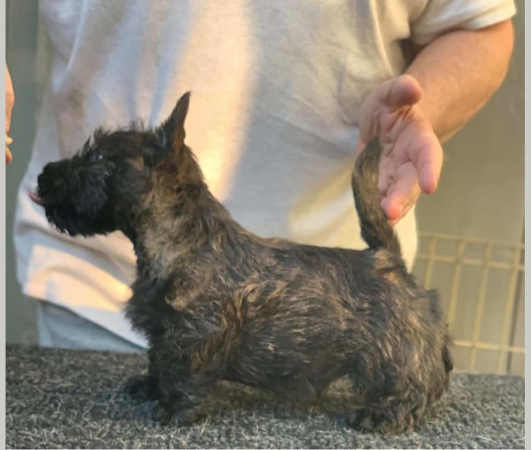 Artur, a Scottish Terrier tested with EmbarkVet.com