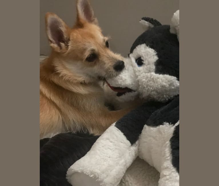 Photo of Bruno, a Pomeranian, Miniature Schnauzer, and Shih Tzu mix in 스톡브리지, 조지아, USA