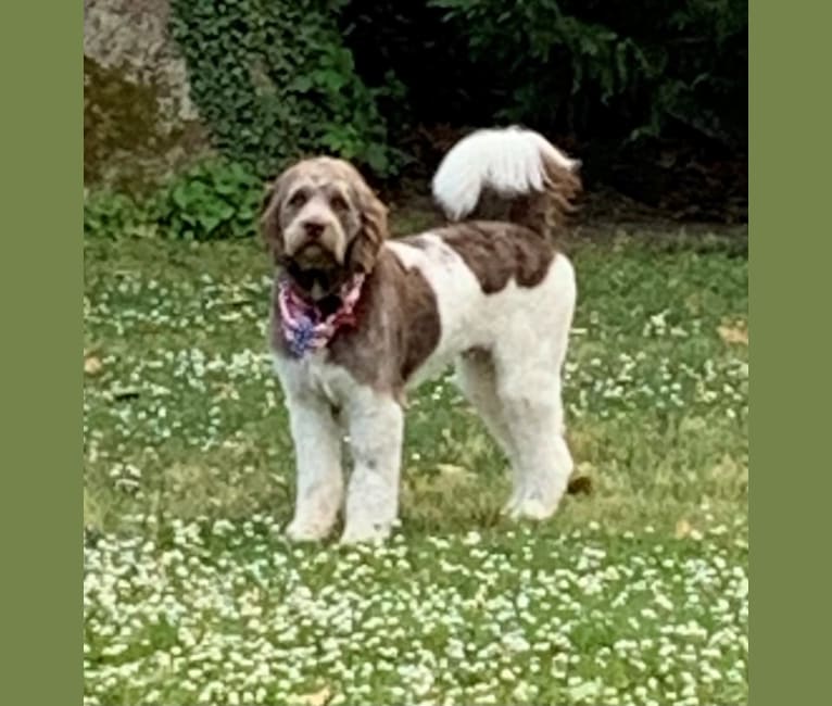 Photo of Ross, a Newfypoo  in Allentown, Pennsylvania, USA