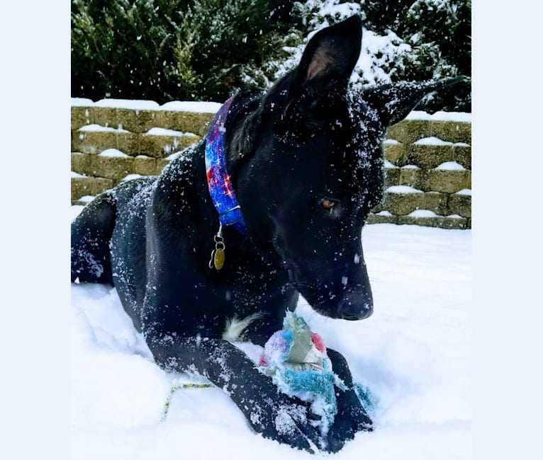 Rowan, a German Shepherd Dog and American Pit Bull Terrier mix tested with EmbarkVet.com