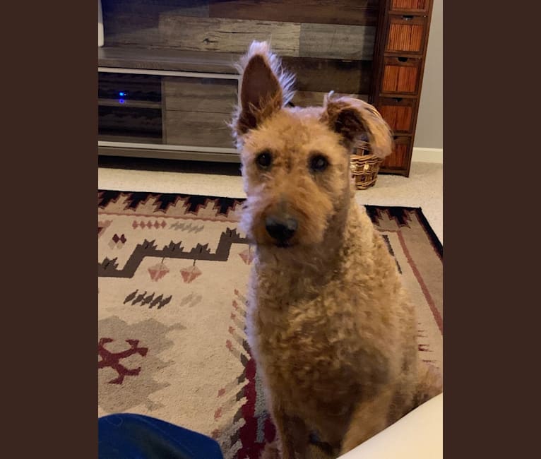 Photo of Oakley, an Irish Terrier  in Missouri, USA