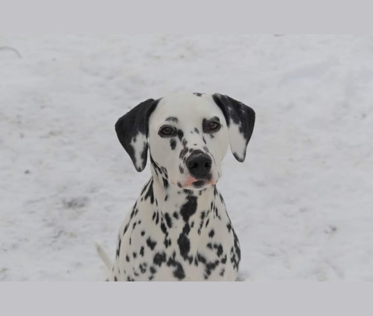 Isobel, a Dalmatian tested with EmbarkVet.com