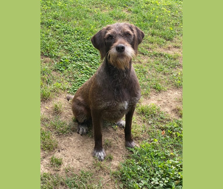 Pudelpointer shedding clearance