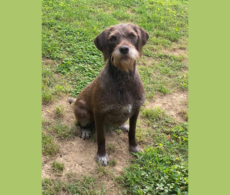 Tikka, a Pudelpointer tested with EmbarkVet.com