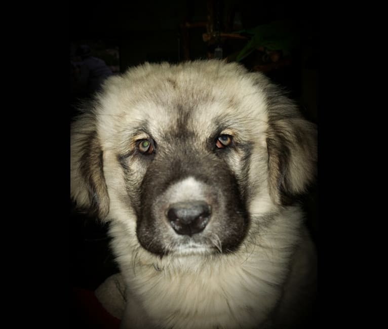 Vladimir, a Caucasian Ovcharka tested with EmbarkVet.com