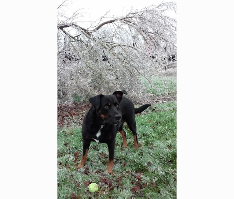 Bojack, a Boxer and Border Collie mix tested with EmbarkVet.com