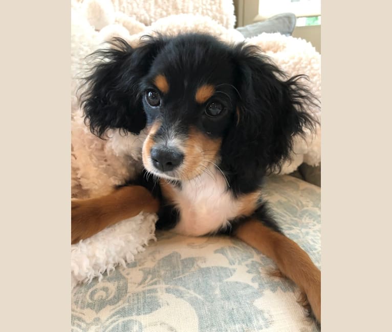 Prince, a Cavalier King Charles Spaniel and Poodle (Small) mix tested with EmbarkVet.com