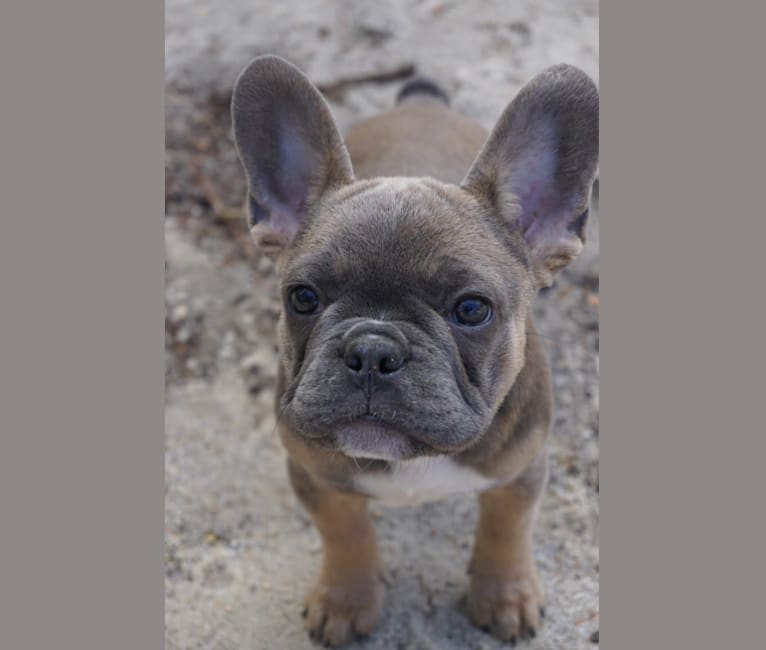 Kiwi, a French Bulldog tested with EmbarkVet.com