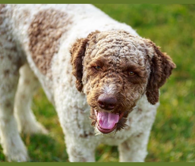 Bruno, a Lagotto Romagnolo tested with EmbarkVet.com