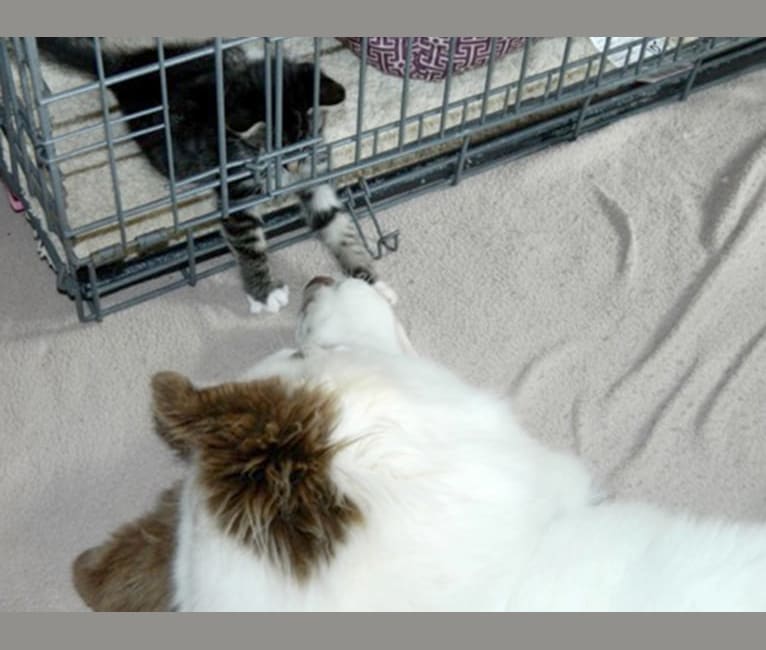 Hudson, a Siberian Husky tested with EmbarkVet.com