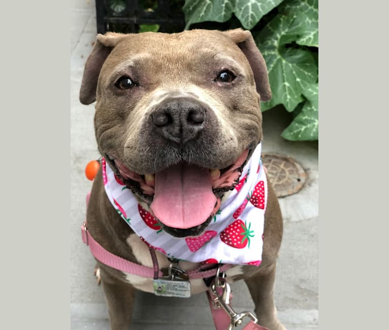 Photo of Stevie Nicks, an American Staffordshire Terrier  in New York, New York, USA