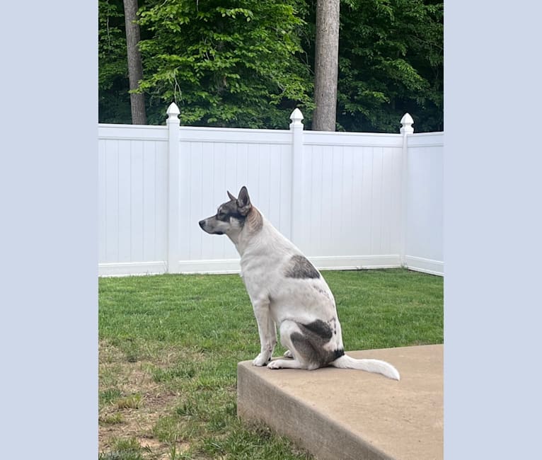 Photo of Loki, a Siberian Husky, American Pit Bull Terrier, and Mixed mix in North Carolina, USA