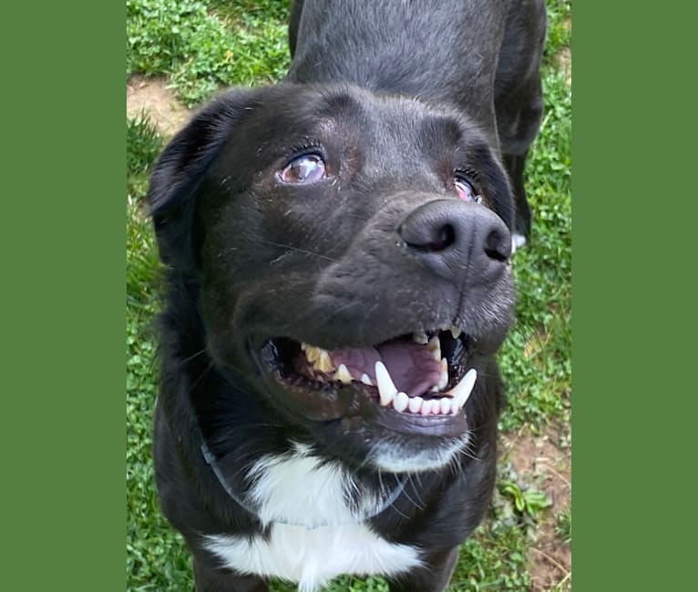 Fredo, an American Pit Bull Terrier and English Springer Spaniel mix tested with EmbarkVet.com