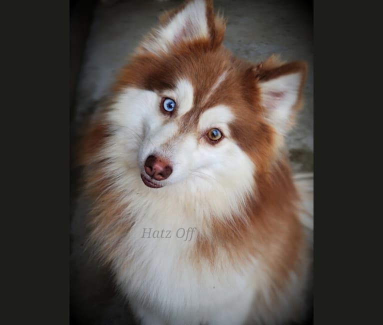 Photo of Rocco, a Pomsky  in Indiana, USA