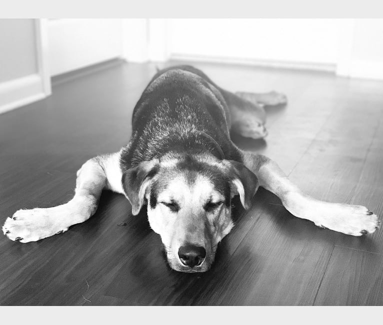 Loki, a Rottweiler and German Shepherd Dog mix tested with EmbarkVet.com