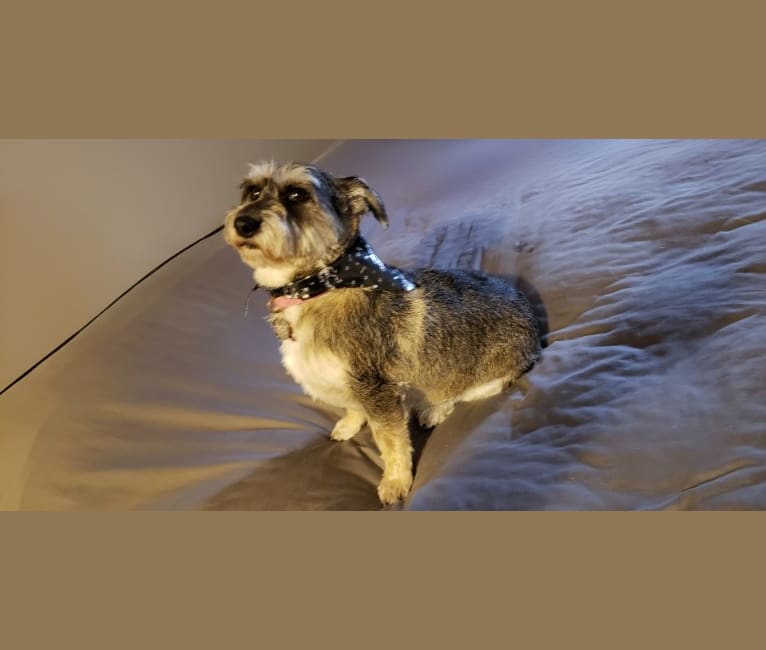 Gracie, a Chihuahua and American Pit Bull Terrier mix tested with EmbarkVet.com