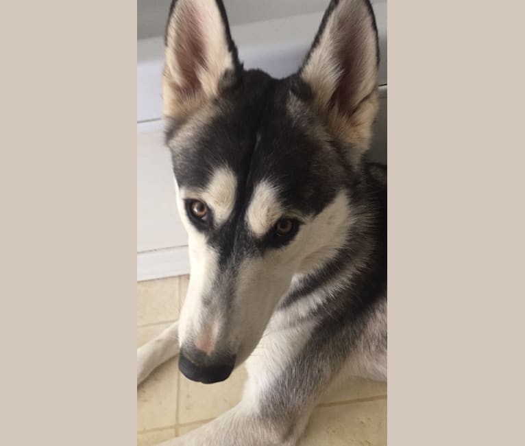 Loki, a Siberian Husky and Alaskan Malamute mix tested with EmbarkVet.com