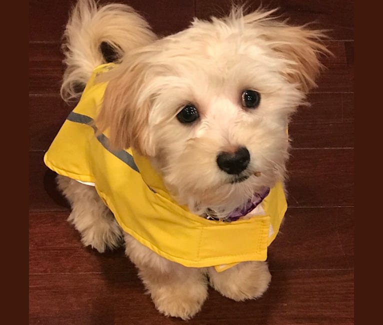 Louie, a Lhasa Apso and Havanese mix tested with EmbarkVet.com