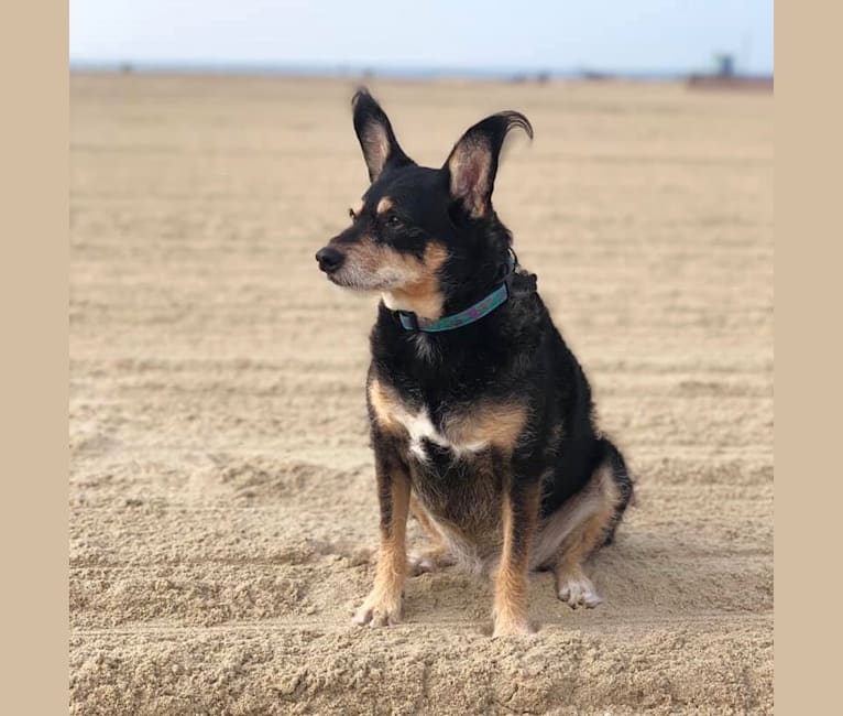 cattle dog pomeranian mix