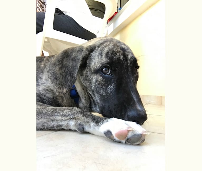 Phrixus, a Dogo Argentino and German Shepherd Dog mix tested with EmbarkVet.com