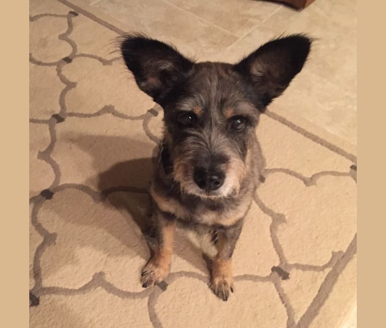samoyed cocker spaniel mix