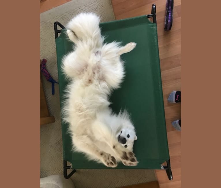 Photo of Luca, a Samoyed  in Manly, Iowa, USA