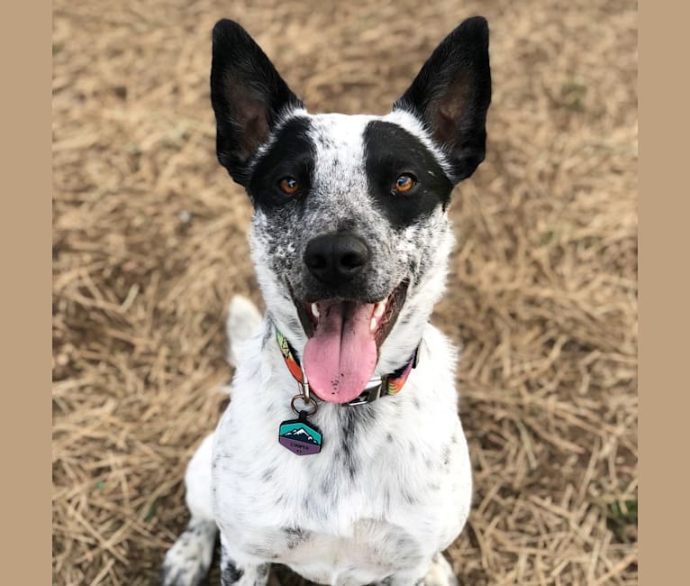 Cooper, a Border Collie and Australian Cattle Dog mix tested with EmbarkVet.com