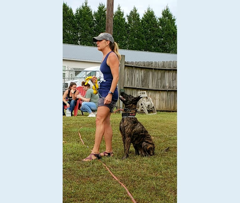 Luna, a Dutch Shepherd tested with EmbarkVet.com