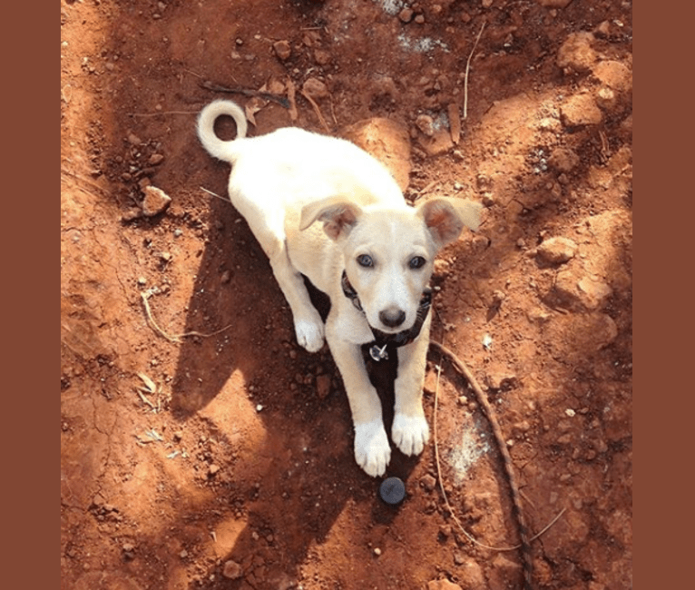 Chance, a Central and East African Village Dog tested with EmbarkVet.com