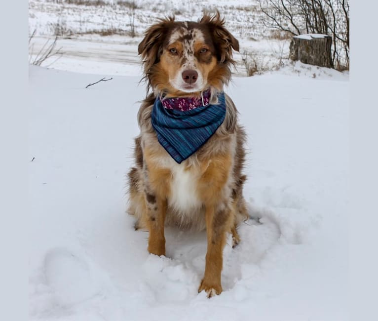 embark dog dna test breed