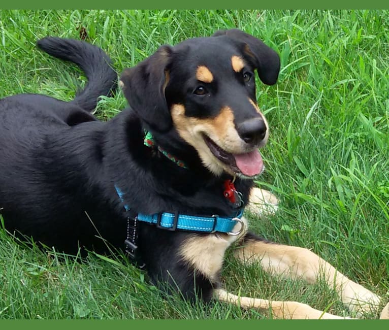 Rosie, a Labrador Retriever and Australian Cattle Dog mix tested with EmbarkVet.com