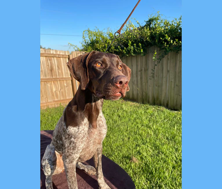 Photo of Cadence, a German Shorthaired Pointer  in Lakeland, FL, USA