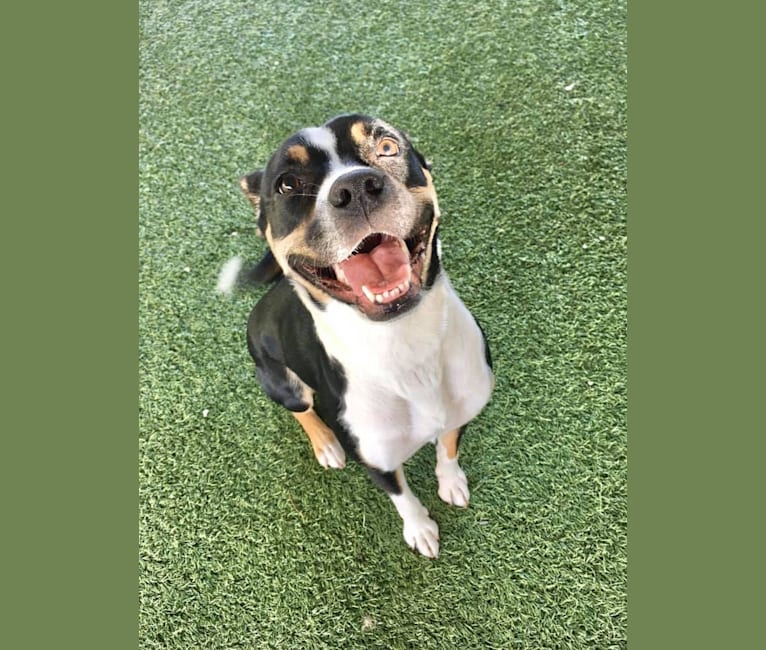 Shelby, a Boxer and Border Collie mix tested with EmbarkVet.com