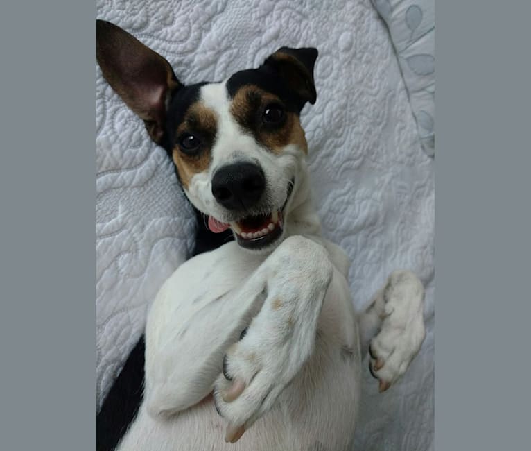 Embark Dog DNA Test Breed