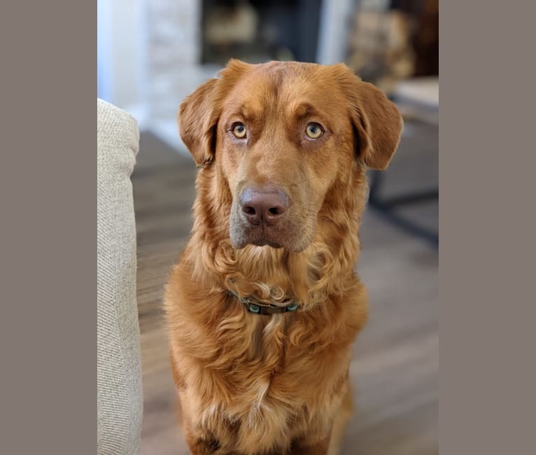Embark Dog DNA Test Breed